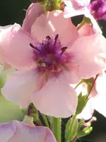 004.webp
