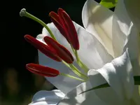 021.webp
