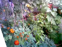 Balkon August 1.webp