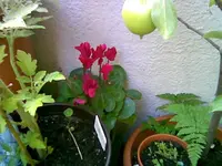Veilchen rot.webp
