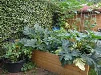 Zucchini1.webp