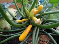 Zucchini2.webp
