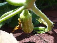 Butternut.webp