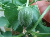Melone2.webp