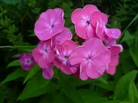 P1080140.webp