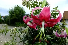 DSCF1514.webp