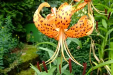 DSCF1518.webp