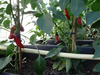 Paprika Edelsüß.webp