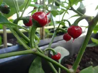 Paprika Sweet Cherry.webp