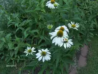 HPIM9914.webp