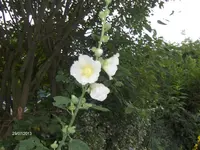 HPIM9915.webp