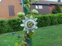 HPIM9916.webp