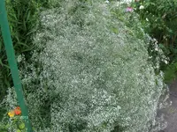 HPIM9917.webp