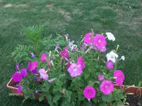 HPIM9921.webp