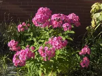 HPIM9930.webp