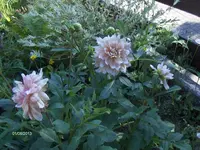 HPIM9931.webp