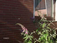 HPIM9933.webp