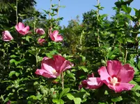 Hibiskus1.webp