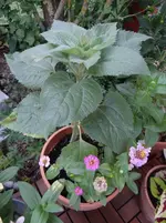 Sonnenblume1.webp