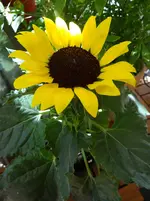 Sonnenblume2.webp