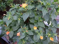 Wunderblume2.webp