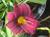 purple rain_1024x768.webp