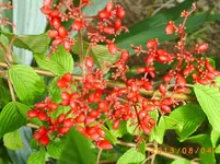 august04 010.webp