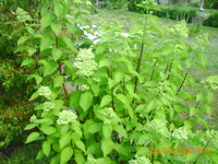 august04 021.webp