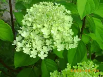 august04 023.webp