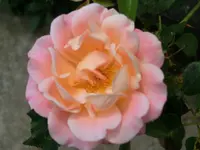 CIMG4536.webp