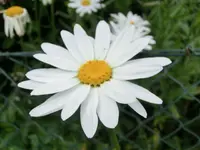 CIMG4544.webp