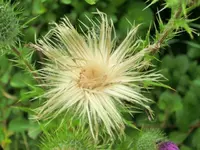 CIMG4558.webp