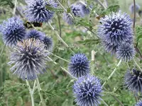 035.webp