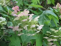 125.webp