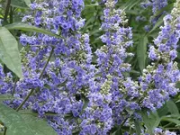078.webp