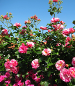 concert_26.05.webp