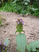 unbekanntePflanzeBlüte.webp