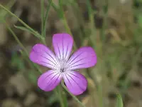 085.webp