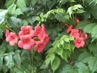 BILD2361.webp