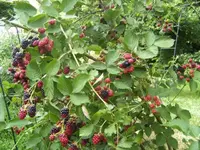 BILD2351.webp