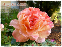 Augusta Luise.webp