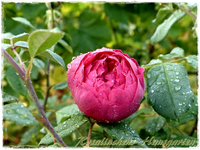 Gertrude Jeykhill.webp