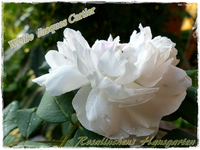 Jacques Cartier.webp