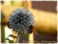 Kugeldistel.webp