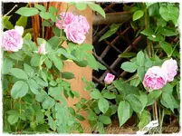Gertrude.webp