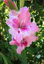 Gladiolen2.webp