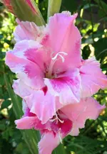 Gladiolen3.webp