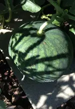 Melone.webp