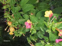 HPIM9940.webp
