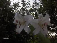 HPIM9941.webp